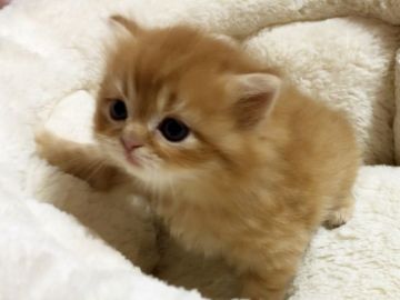 スコティッシュフォールド(立ち耳)【愛媛県・男の子・2019年3月6日・レッドタビー ロング】の写真「ナイスバディの可愛い男の子❤️」