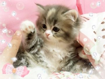 スコティッシュフォールド(立ち耳)【愛媛県・女の子・2017年4月6日・ブルーパッチドタビーアンドホワイト】の写真「こ これは 可愛い♡(((o(*ﾟ▽ﾟ*)o)))」