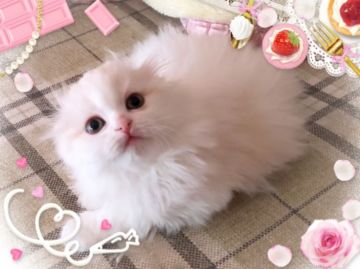 スコティッシュフォールド(折れ耳)【愛媛県・女の子・2018年3月10日・カメオタビーアンドホワイ  ロング】の写真「フッサフッサ(^^)ぴったり折れ耳♡」