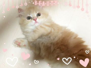 スコティッシュフォールド【愛媛県・男の子・2016年8月11日・クリームタビーアンドホワイト ロングヘアー】の写真「かわゆさ満載♡」