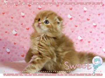 スコティッシュフォールド(折れ耳)【愛媛県・男の子・2019年3月6日・レッドタビー  ロング】の写真「体格ばっちしのおっとり君♥️」