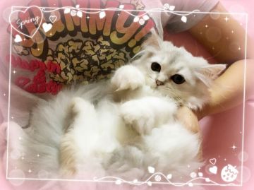 ペルシャ(チンチラ)【愛媛県・女の子・2017年6月3日・シェーデッドシルバー】の写真「かわい〜お顔(^^)」
