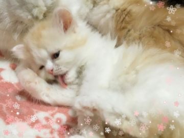 スコティッシュフォールド【愛媛県・女の子・2016年11月27日・レッドタビーアンドホワイト】の写真「愛嬌抜群♡楽しい毎日に♪」