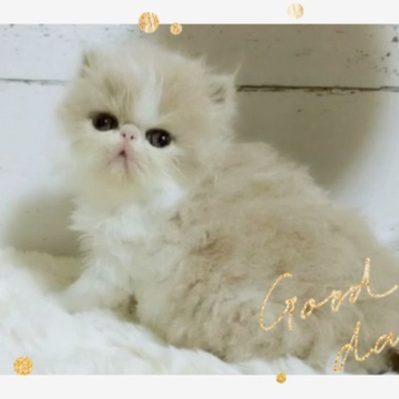 エキゾチックショートヘア【愛媛県・男の子・2022年10月17日・クリームタビーアンドホワイト】の写真「お目目の大きな綺麗なカラーの可愛い男の子💕」