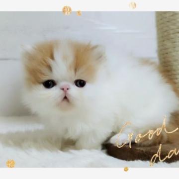 エキゾチックショートヘア【愛媛県・男の子・2022年10月17日・レッドタビーアンドホワイト】の写真「穏やかな　可愛い男の子🥰❤️」