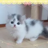 ミヌエット(短足)【愛媛県・男の子・2024年9月15日・ブルータビーアンドホワイト 】の写真1