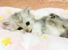 ペルシャ(チンチラ)【愛媛県・女の子・2016年10月24日・シェーデットシルバー】の写真1