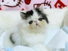 エキゾチックショートヘア【愛媛県・男の子・2021年6月2日・ブラックアンドホワイト ロング】の写真1