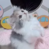 ミヌエット(長足)【愛媛県・女の子・2024年9月15日・ダイリュートキャリコ】の写真1