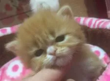 スコティッシュフォールド【愛媛県・女の子・2015年12月26日・レッドタビーアンドホワイト ロング】の写真1