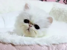 ペルシャ【愛媛県・男の子・2021年3月15日・ホワイト】の写真1