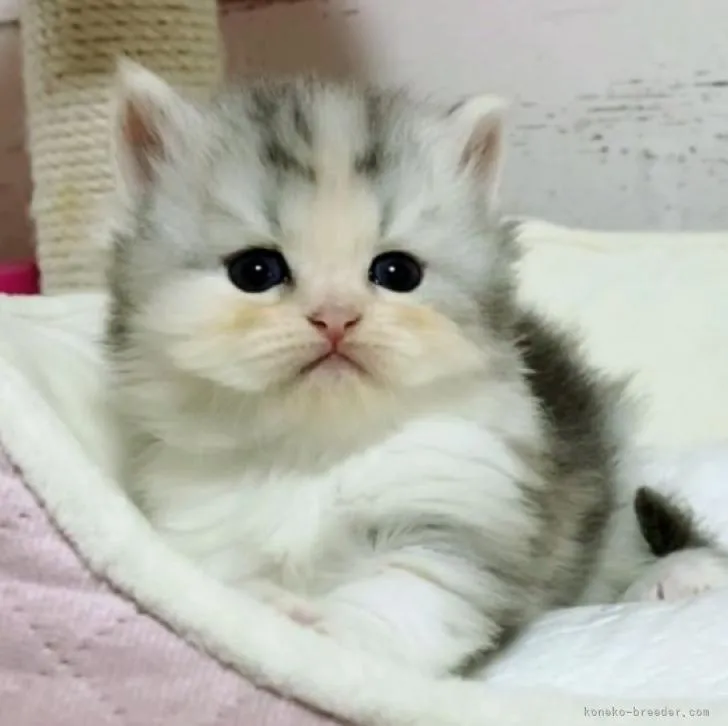 ID：2208-01160の子猫