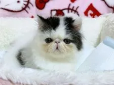 エキゾチックショートヘア【愛媛県・男の子・2021年6月2日・ブラックアンドホワイト ロング】の写真2