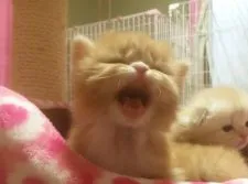 スコティッシュフォールド【愛媛県・女の子・2015年12月26日・レッドタビーアンドホワイト ロング】の写真2