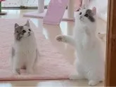 マンチカン(長足)【愛媛県・男の子・2023年3月4日・ブルータビーアンドホワイト ロング】の写真2