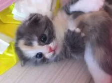 スコティッシュフォールド【愛媛県・女の子・2015年5月10日・キャリコ】の写真2