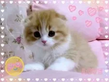 スコティッシュフォールド(折れ耳)【愛媛県・男の子・2021年5月16日・レッドタビーアンドホワイト】の写真3