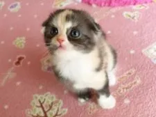 スコティッシュフォールド【愛媛県・女の子・2015年5月10日・キャリコ】の写真3