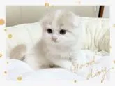 スコティッシュフォールド(折れ耳)【愛媛県・男の子・2022年12月22日・】の写真3
