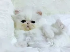 ペルシャ【愛媛県・男の子・2021年3月15日・ホワイト】の写真4「この表情　好き😁❤️」