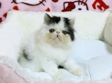 エキゾチックショートヘア【愛媛県・男の子・2021年6月2日・ブラックアンドホワイト ロング】の写真5