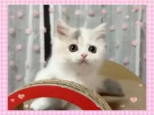 ミヌエット(長足)【愛媛県・女の子・2024年8月14日・ダイリュートキャリコ】の写真5