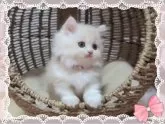 ミヌエット(短足)【愛媛県・男の子・2024年9月27日・カメオタビーアンドホワイト】の写真5