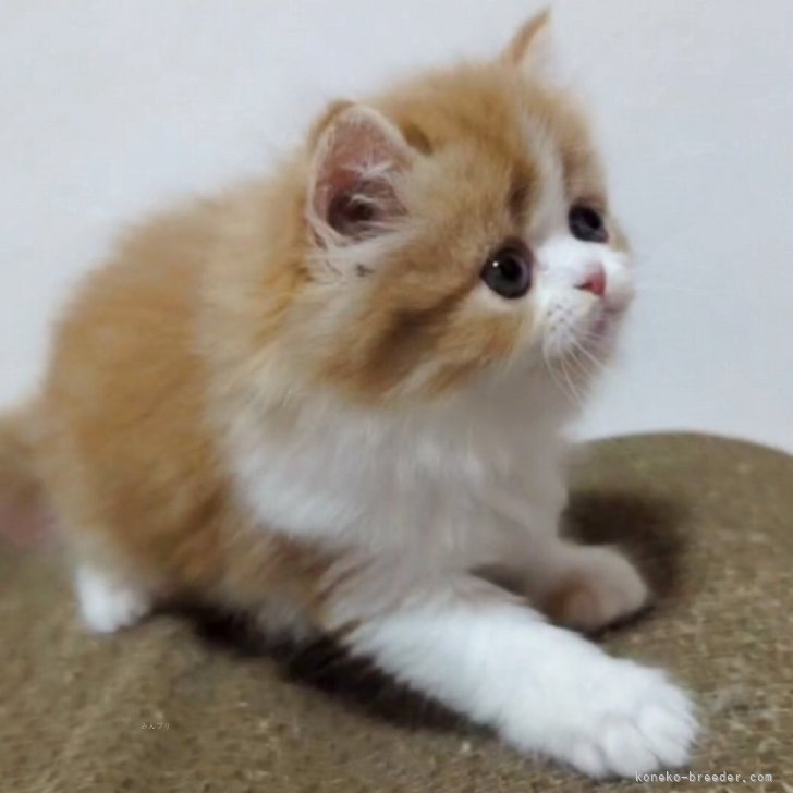 ブリーダー画像