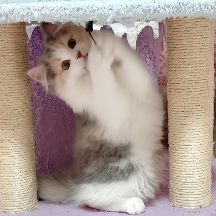 ブリーダー画像