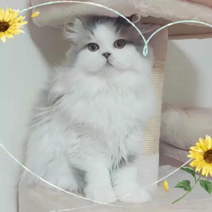 ID:2411-01014の子猫