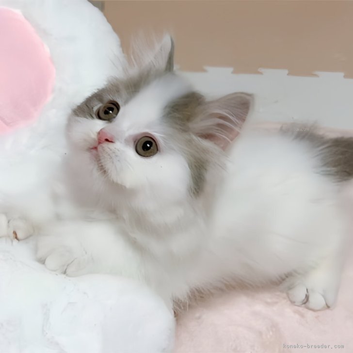 ブリーダー画像