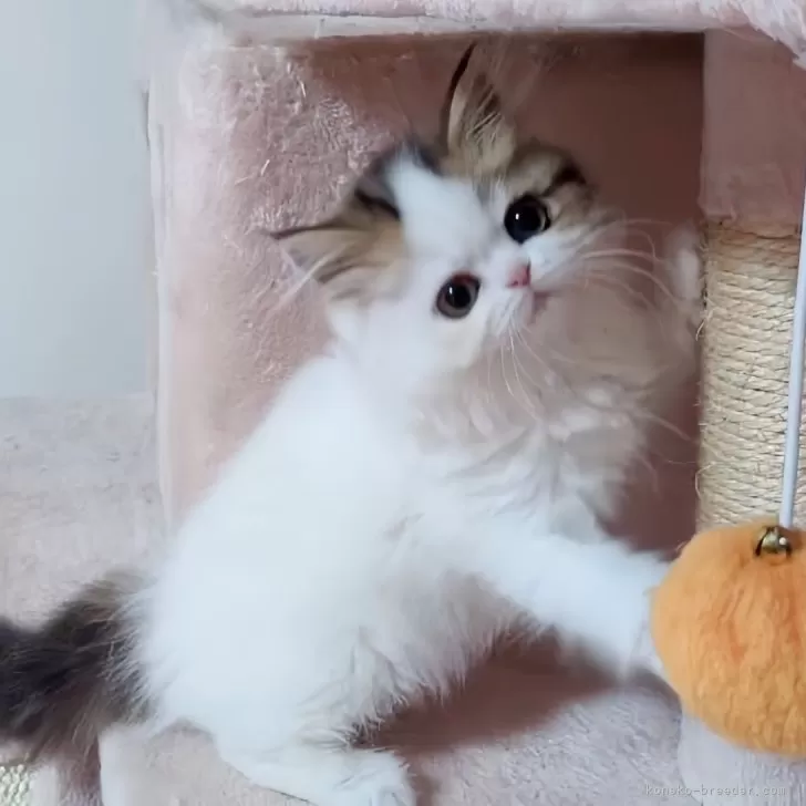 ID：2505-02066の子猫