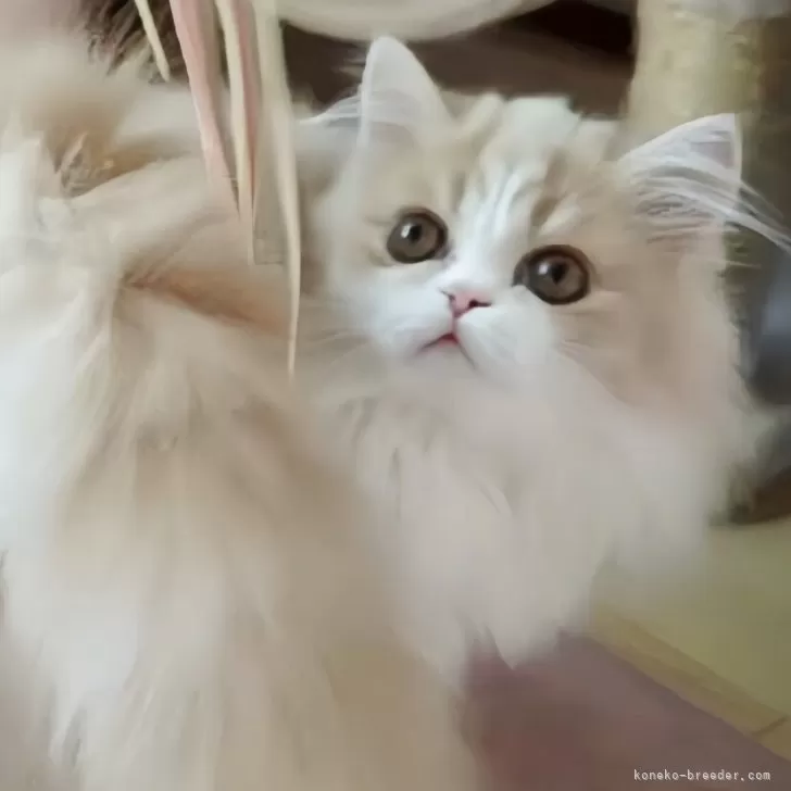 ミヌエット(長足)【愛媛県・男の子・2025年6月17日・クリームタビーアンドホワイト】の写真1