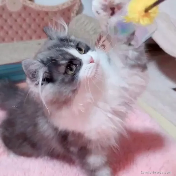 ID：2501-02056の子猫