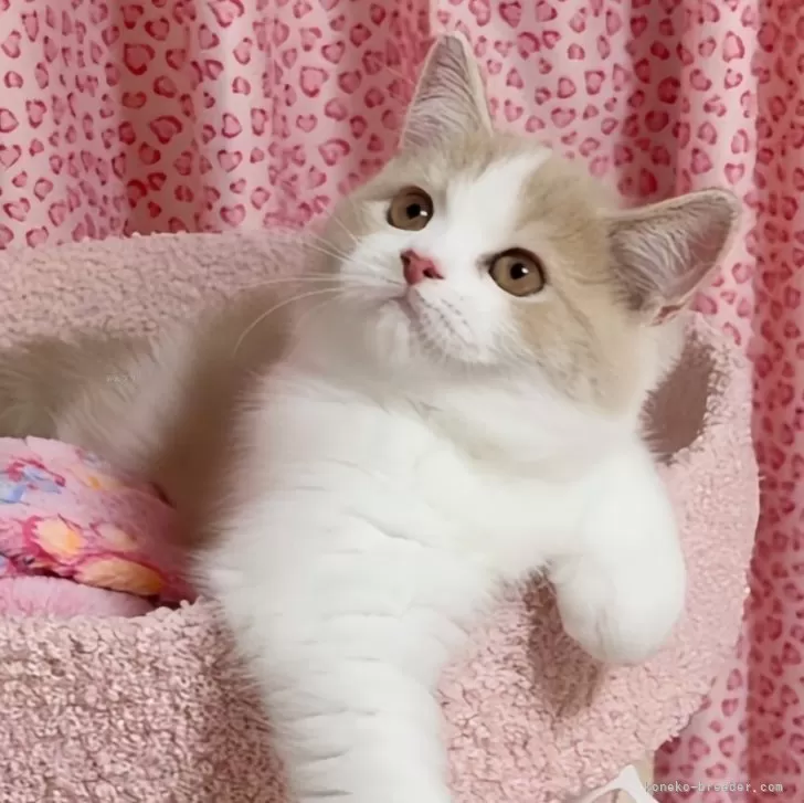 ID：2505-01078の子猫