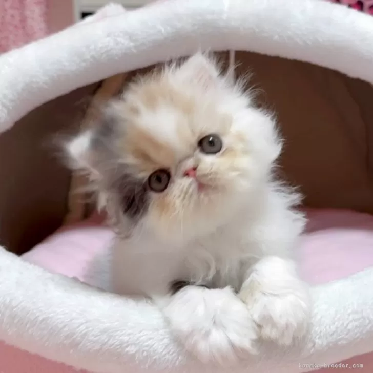 エキゾチックショートヘア【愛媛県・女の子・2025年10月8日・キャリコ ロング】の写真1