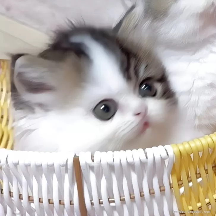 ミヌエット(短足)【愛媛県・女の子・2025年9月16日・ブラウンタビーアンドホワイト】の写真1