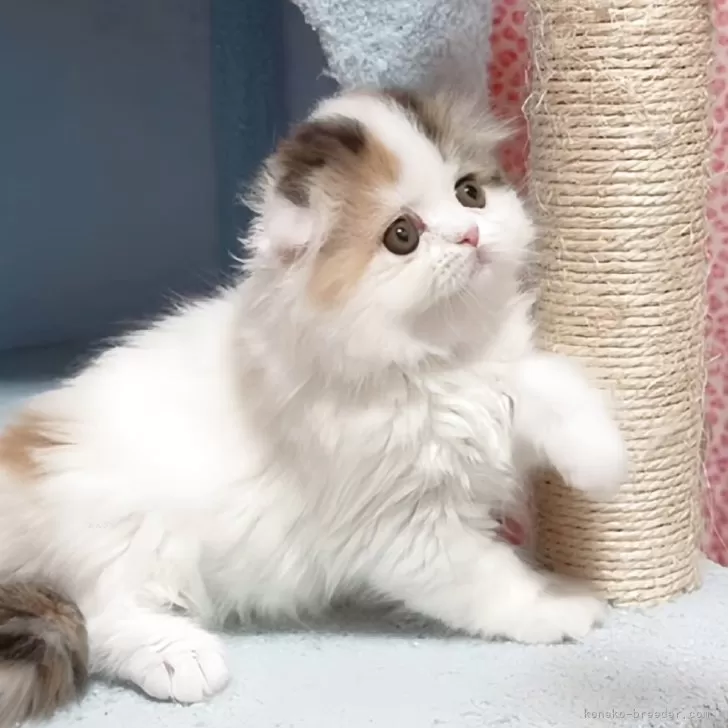 ID：2508-01235の子猫