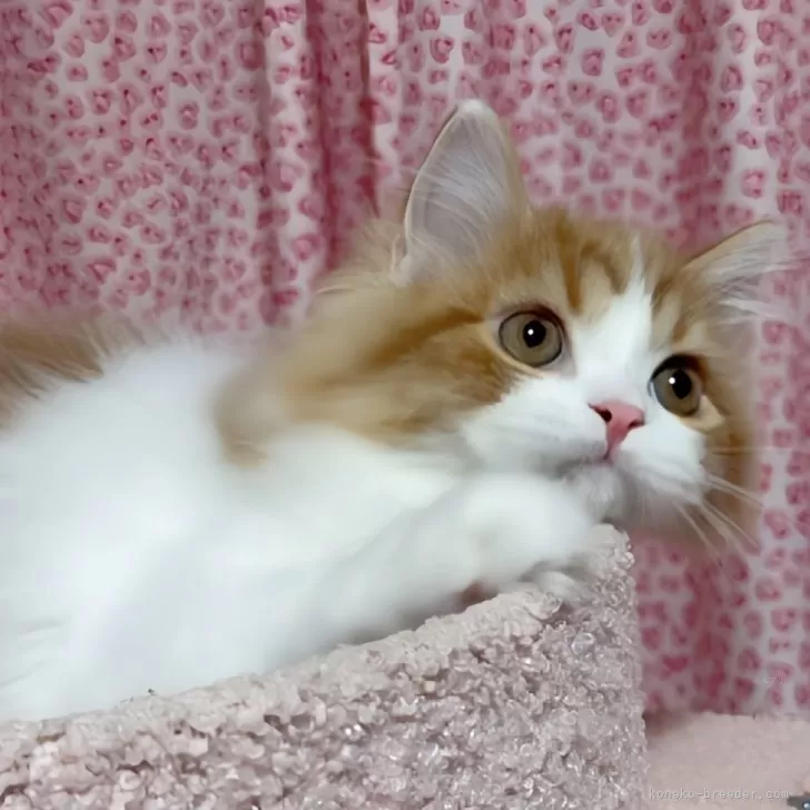 ユズ 様のお迎えした子猫