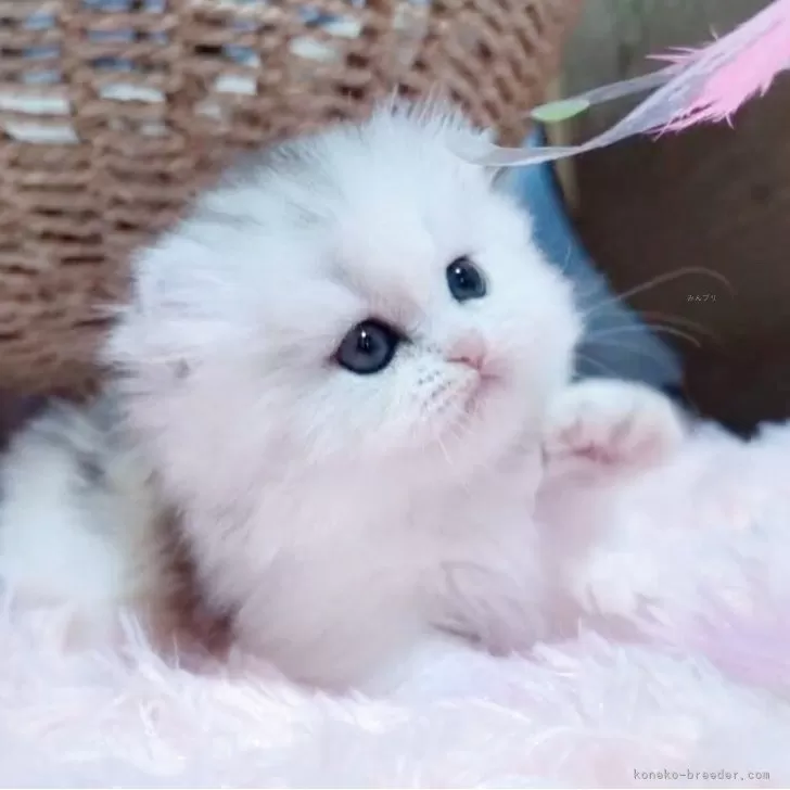 ID：2505-03707の子猫