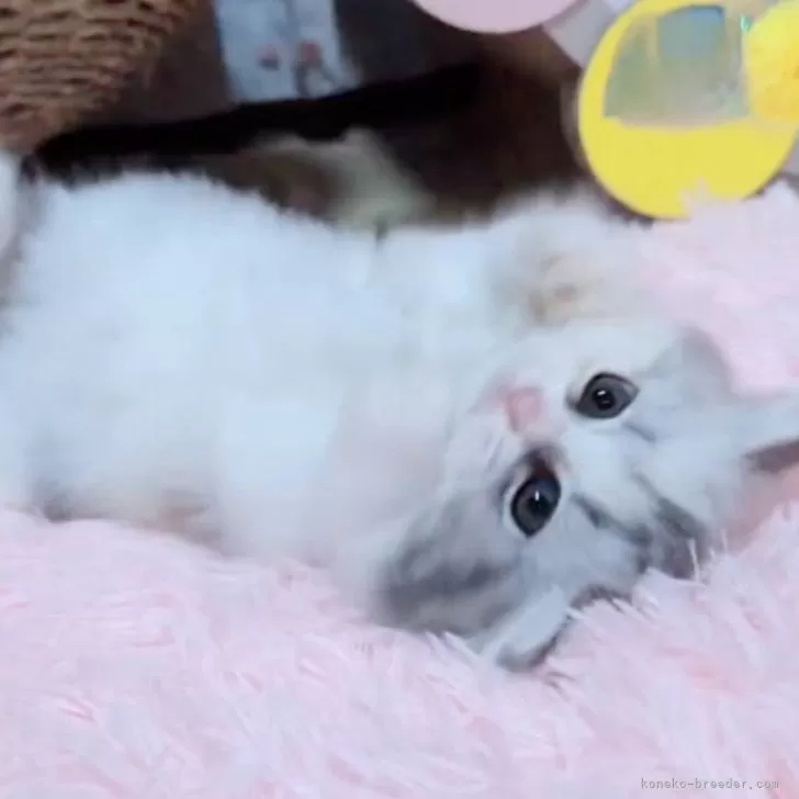 ID：2505-02995の子猫