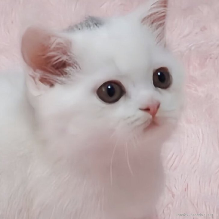 ブリーダー画像