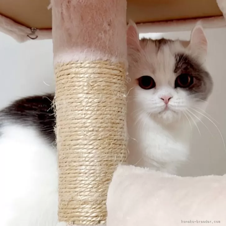 ミヌエット(長足)【愛媛県・女の子・2025年4月15日・ブルータビーアンドホワイト】の写真1