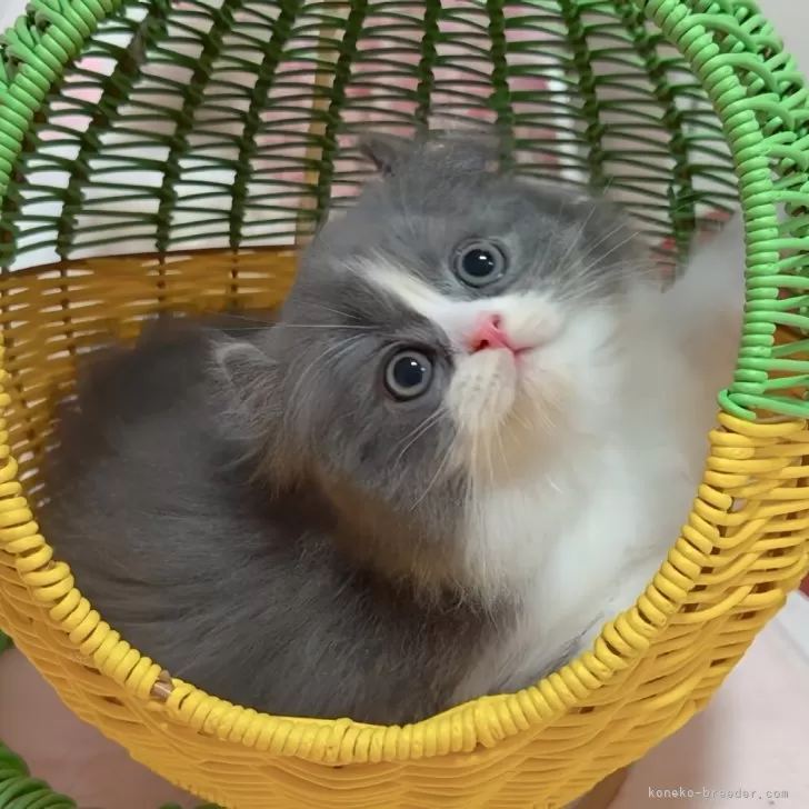 かなママ 様のお迎えした子猫