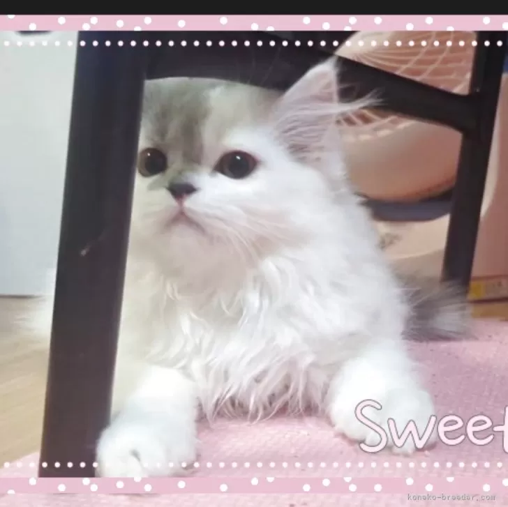 ミヌエット(長足)【愛媛県・男の子・2025年5月14日・ブルータビーアンドホワイト】の写真1