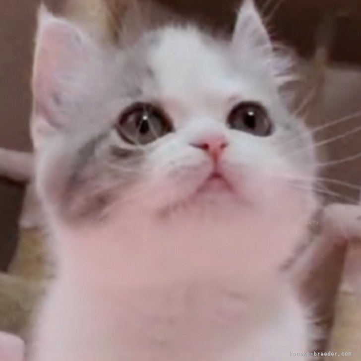 ブリーダー画像