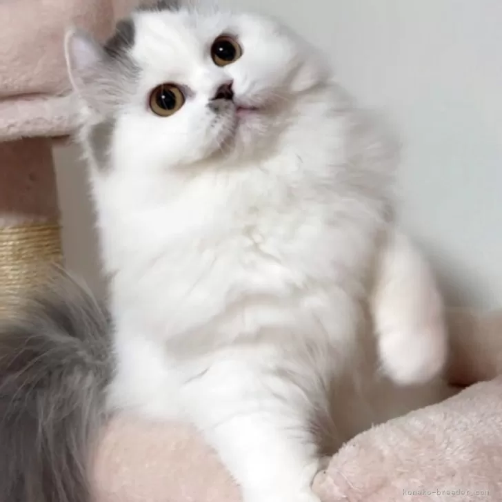 ミヌエット(長足)【愛媛県・女の子・2025年4月15日・ブルータビーアンドホワイト】の写真1