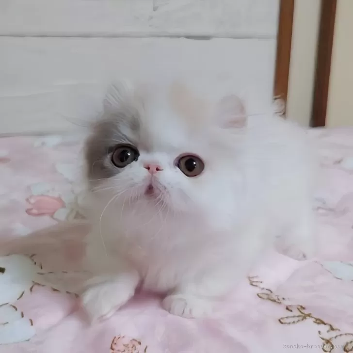 ID：2503-02289の子猫