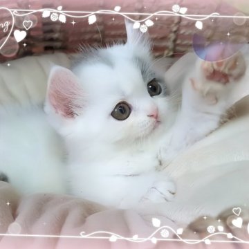 ミヌエット(長足)【愛媛県・女の子・2025年4月15日・ブルータビーアンドホワイト】の写真「懐こい　激かわな女の子🩷🩷ショートヘア🥰」