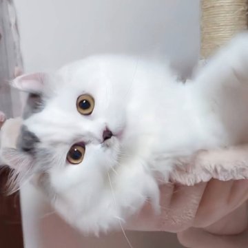 ミヌエット(長足)【愛媛県・女の子・2025年4月15日・ブルータビーアンドホワイト】の写真「良い子に成長しています😊❤️」